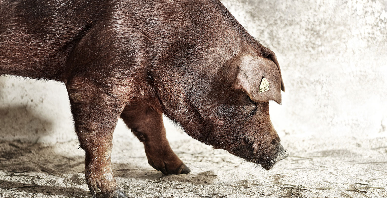 duroc-portada-blog-mencas