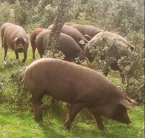 Imagen de cerdos ib&eacute;ricos en la dehesa - Jamones y Embutidos Ib&eacute;ricos de Salamanca Online