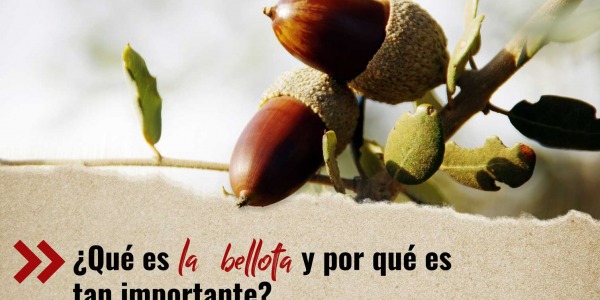 ¿Qué es la bellota y por qué es tan importante?