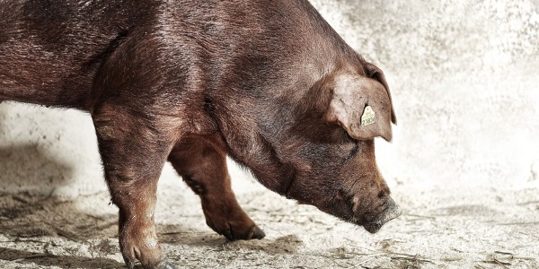 La raza de cerdo Duroc