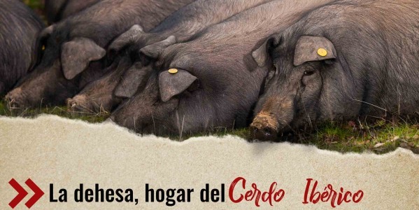 Conoce la Dehesa, el hogar del cerdo ibérico
